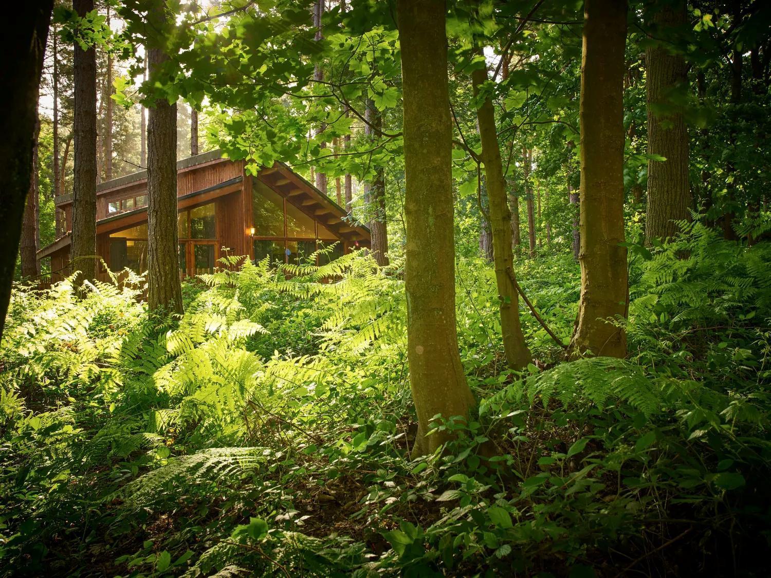 Blackwood Forest Cabins - Forest Holidays Popham Dış mekan fotoğraf