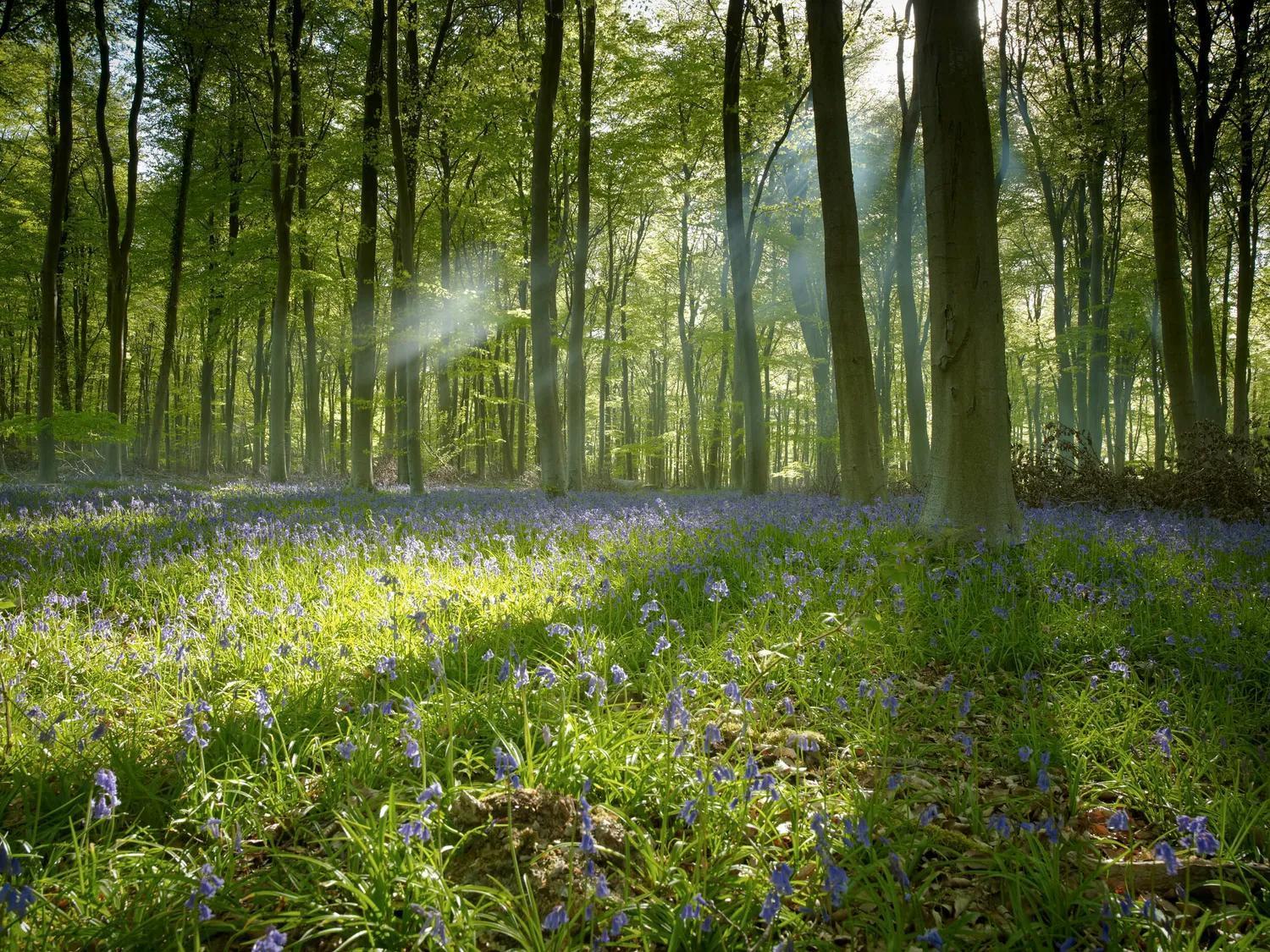 Blackwood Forest Cabins - Forest Holidays Popham Dış mekan fotoğraf